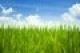 Green Grass Design