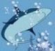 Shark Design