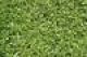 Hedge Design