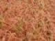Pine Leaves Design