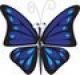 Butterfly Design