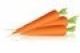 Carrots Design