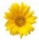 Flower 1 Design