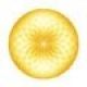 Golden Circle Design
