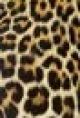 Leopard's Skin Design