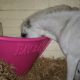 Pony HAY BAR - Posh Pink!