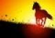 Sunset Horse Design