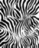Zebra Design